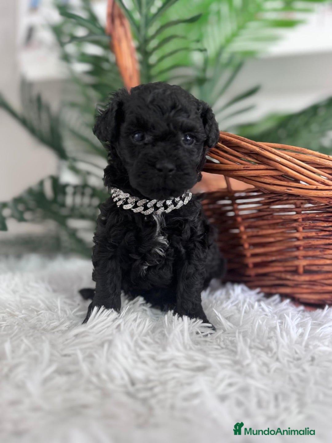 Caniche Toy perros en venta: CANICHE TOY MACHO - Anuncio 6