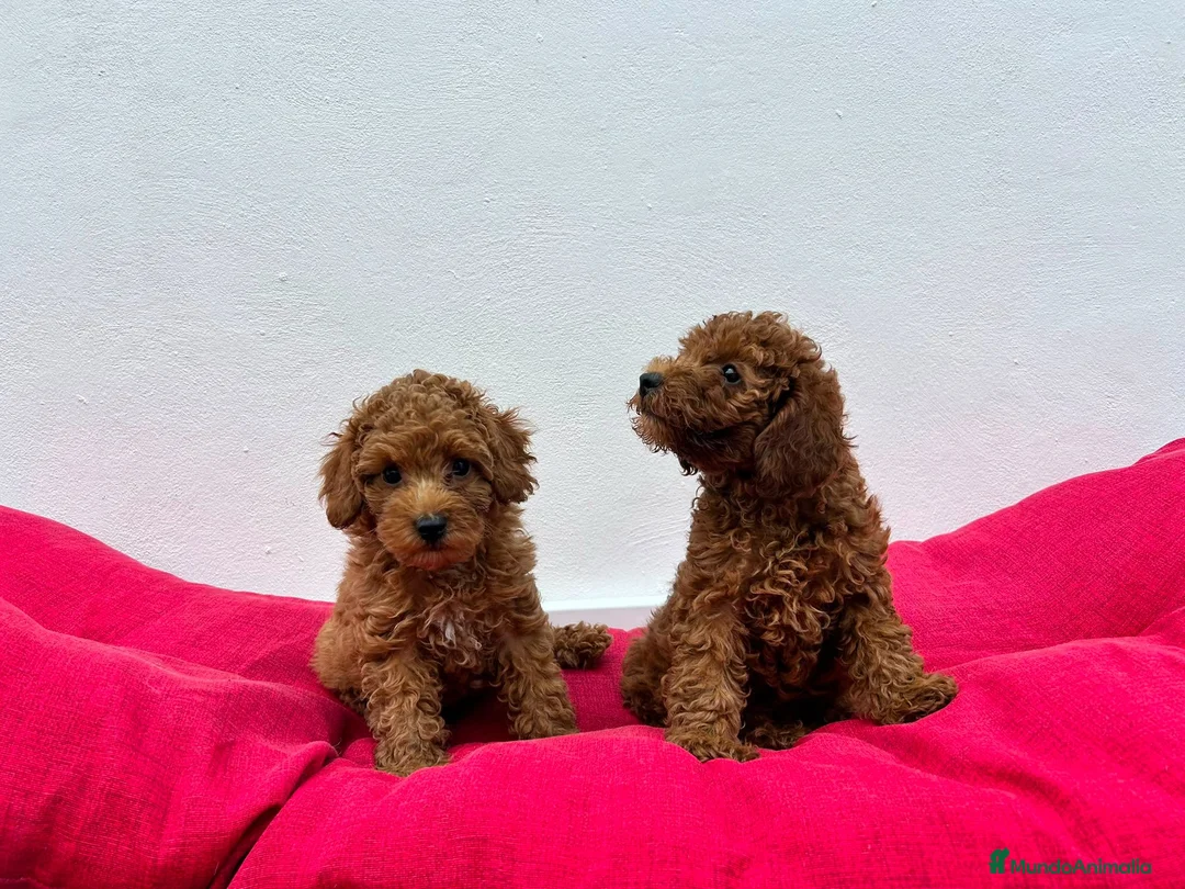 Caniche Toy perros en venta: Caniche toy  - Anuncio 2