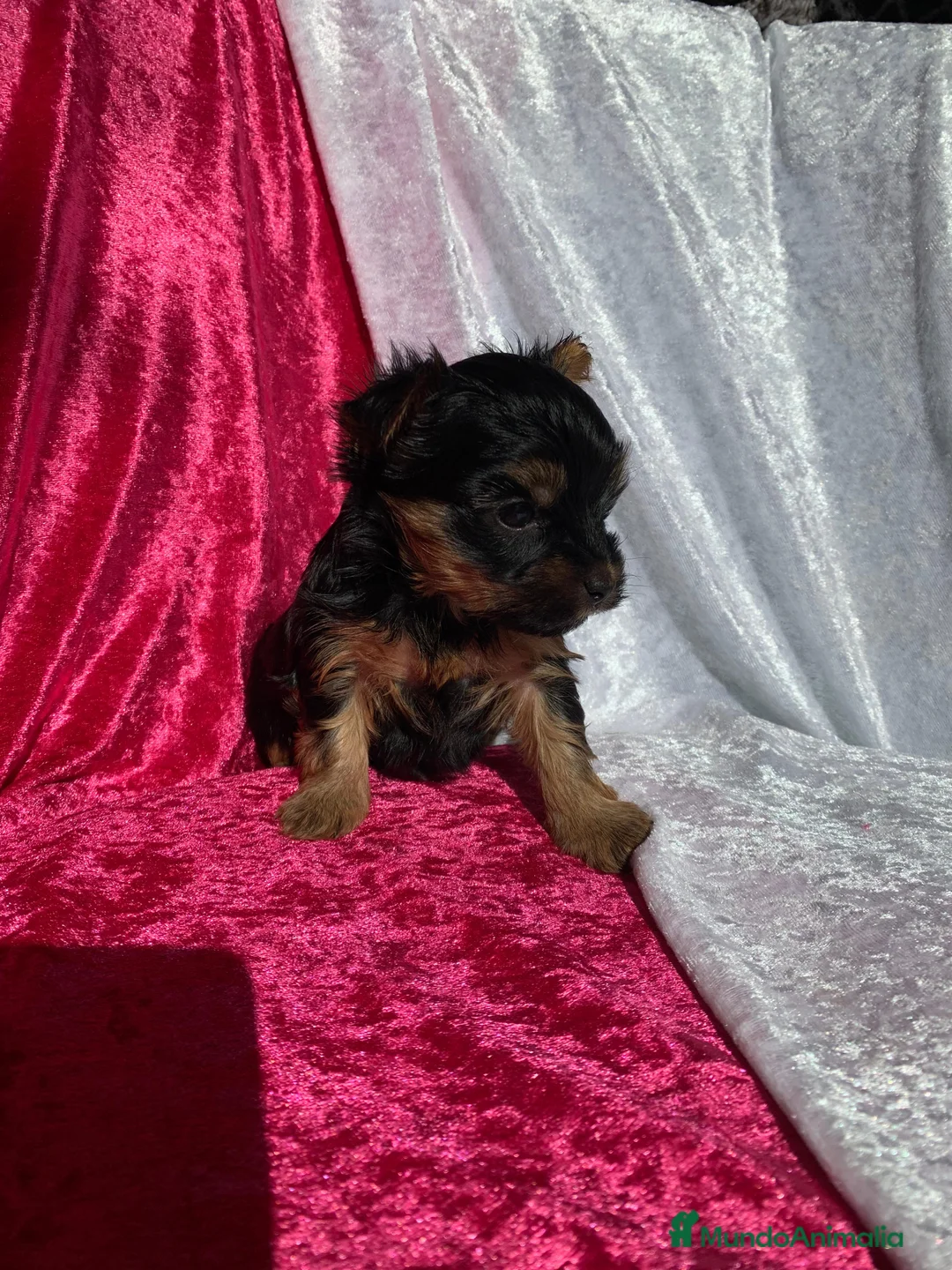 Yorkshire Terrier perros en venta: Cachorros de Yorkshire  - Anuncio 2