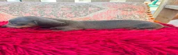 Teckel Miniatura perros en venta: Teckel kaninchen  - Anuncio 7