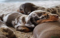 Teckel Miniatura perros en venta: 🐾 FRISCO, CALYPSO, SUNNY, TECKEL MINIATURA 🐾 - Imagen 2