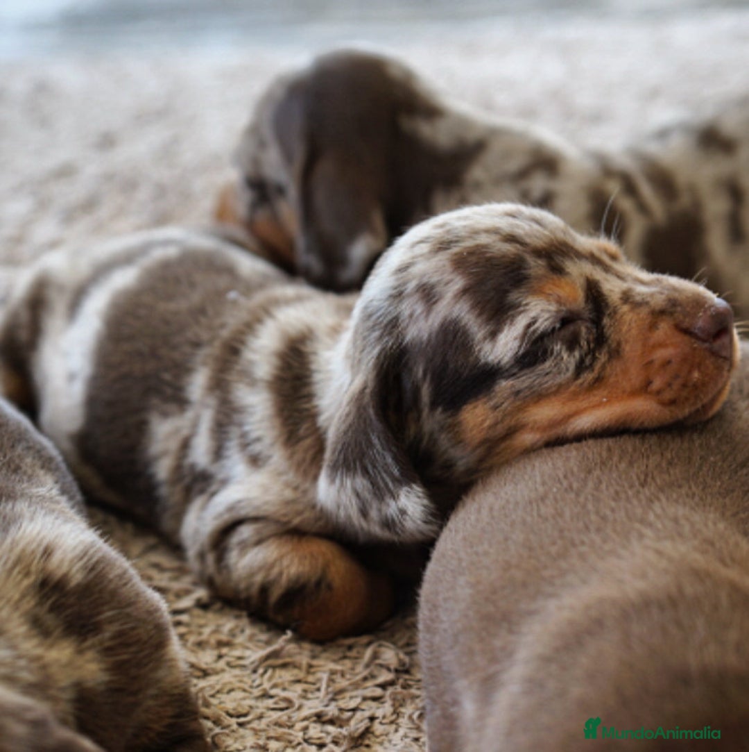 Teckel Miniatura perros en venta: 🐾 FRISCO, CALYPSO, SUNNY, TECKEL MINIATURA 🐾 - Imagen 2