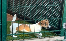 Jack Russell Terrier perros en venta: Jack Russell Terriers CARABY Benidorm  - Imagen 3