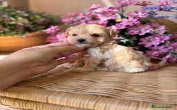 Maltipoo perros en venta: Maltipoo Tacita de Té  - Imagen 9