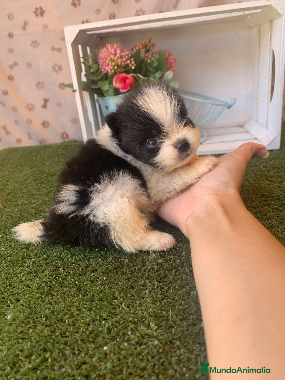 Pomerania perros en venta: POMERANIA - Anuncio 1