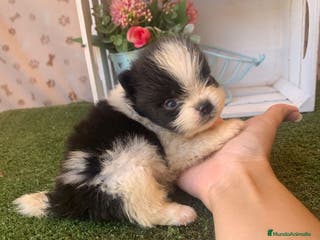 Pomerania perros POMERANIA - Anuncio 12