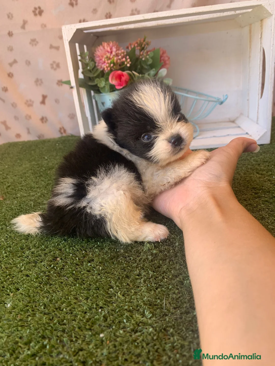 Pomerania perros en venta: POMERANIA - Anuncio 1