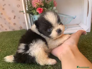 Pomerania perros POMERANIA - Anuncio 16