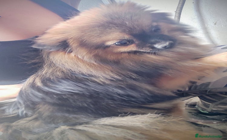 Pomerania perros Lulú de Pomerania cachorro - Anuncio 1