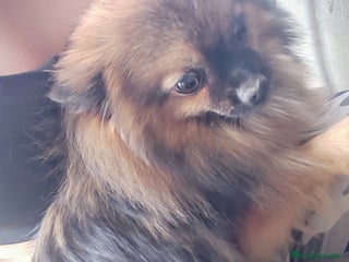 Pomerania perros Lulú de Pomerania cachorro - Anuncio 1