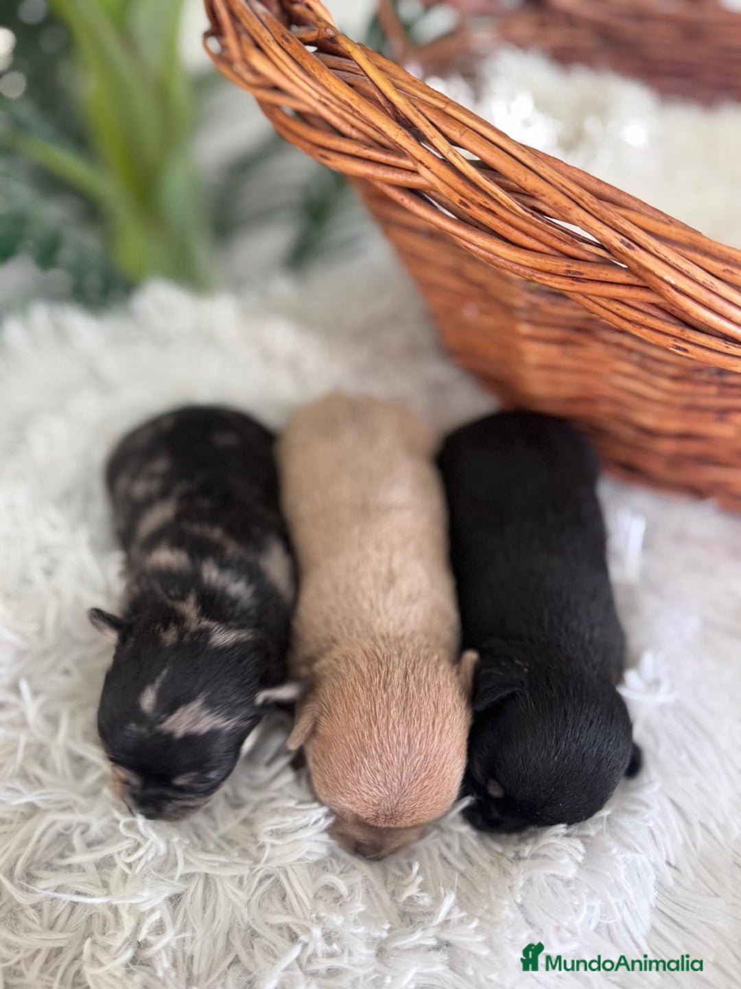 Chihuahua perros en venta: CHIHUAHUA - Imagen 7