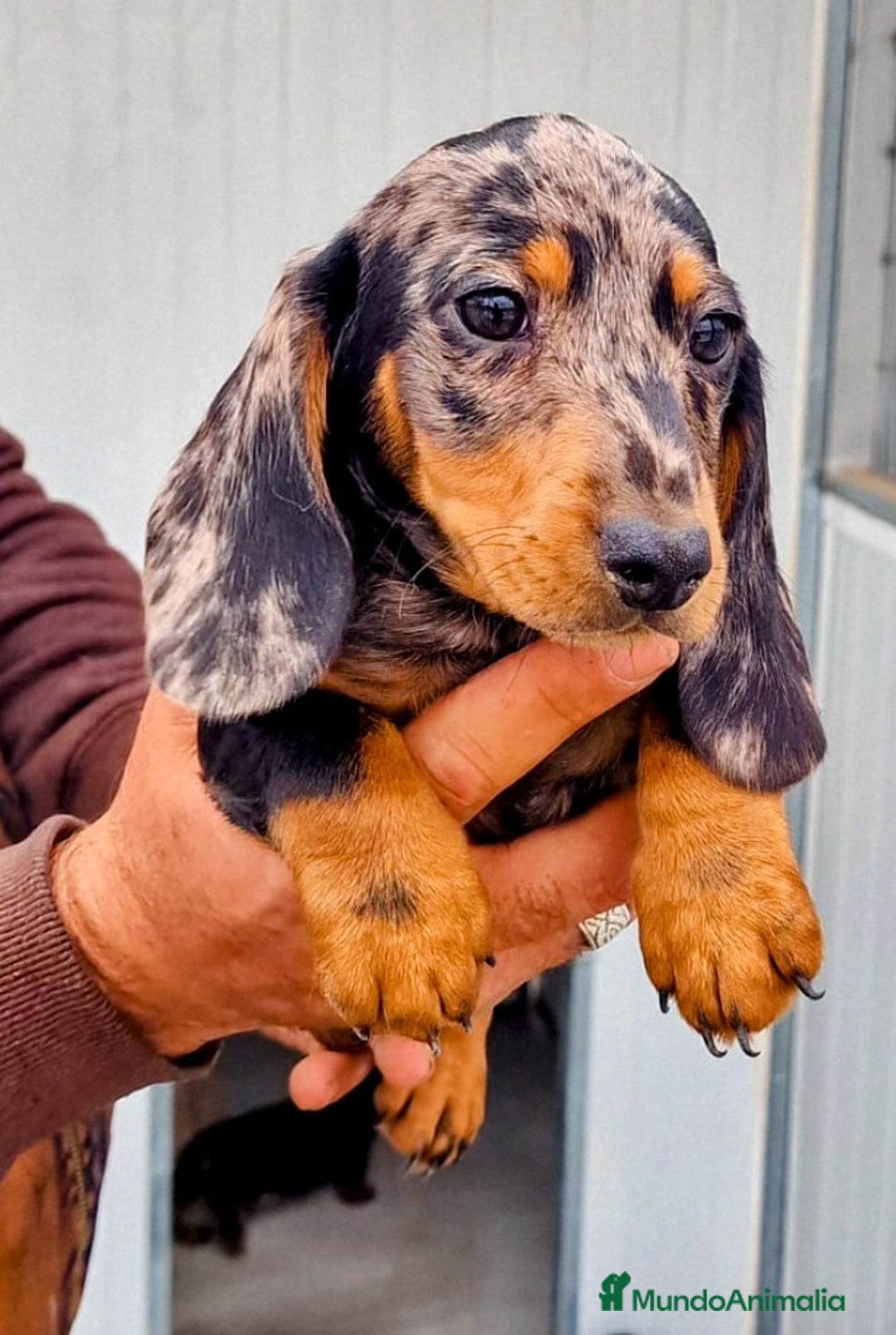 Teckel perros en venta: Teckel miniatura precio real - Anuncio 5