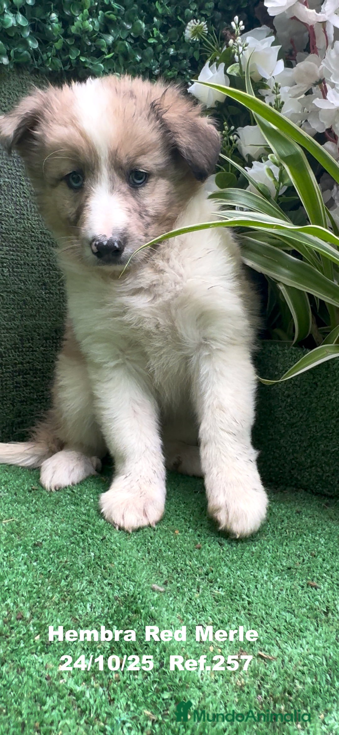 Border Collie perros en venta: BORDER COLLIE red merle - Anuncio 25
