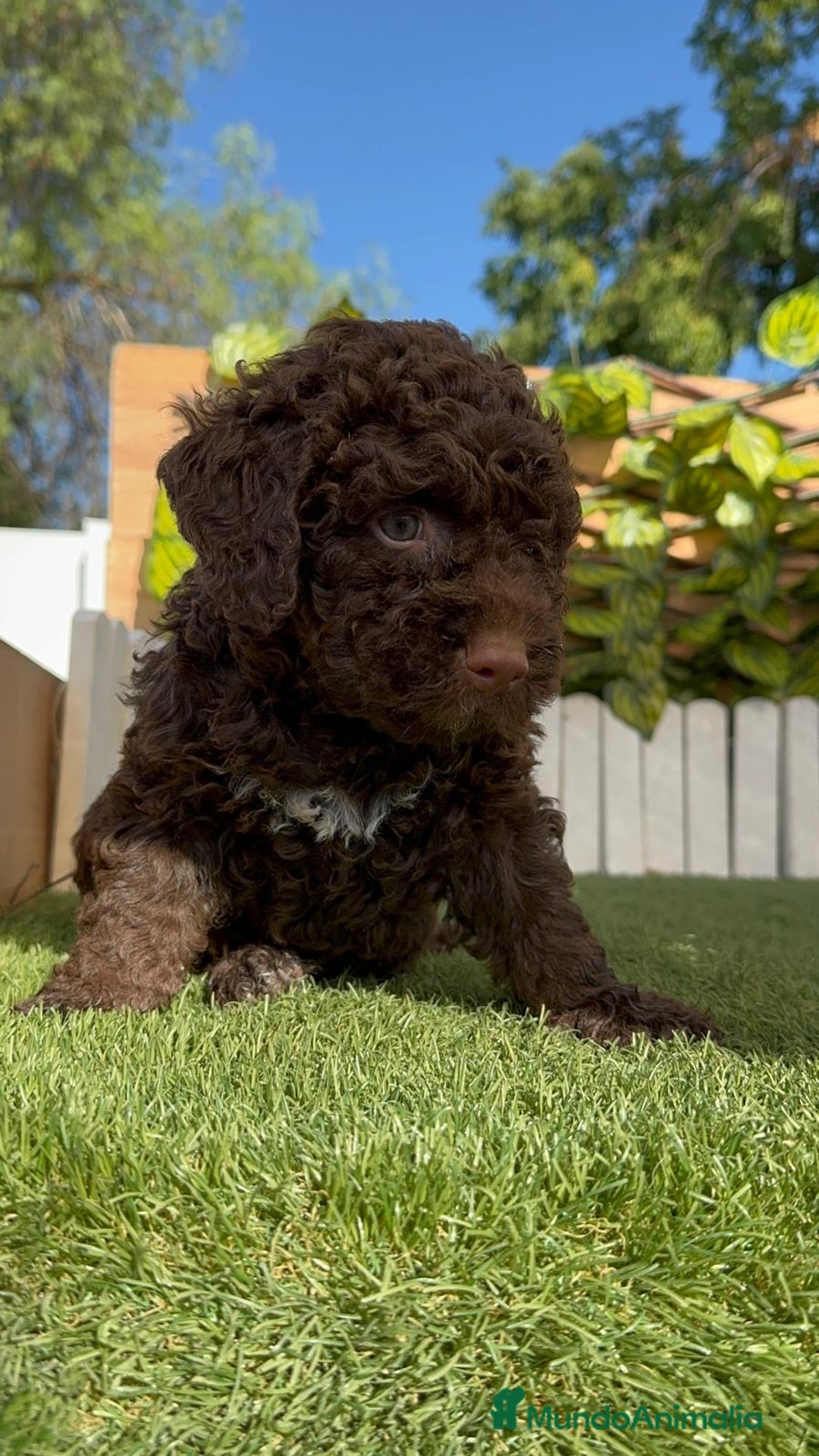 Perro de Agua Español perros en venta: PERRO DE AGUA HEMBRA - Imagen 8