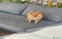 Pomerania perros en venta: Pomeranias con cara de zorrito  - Imagen 3