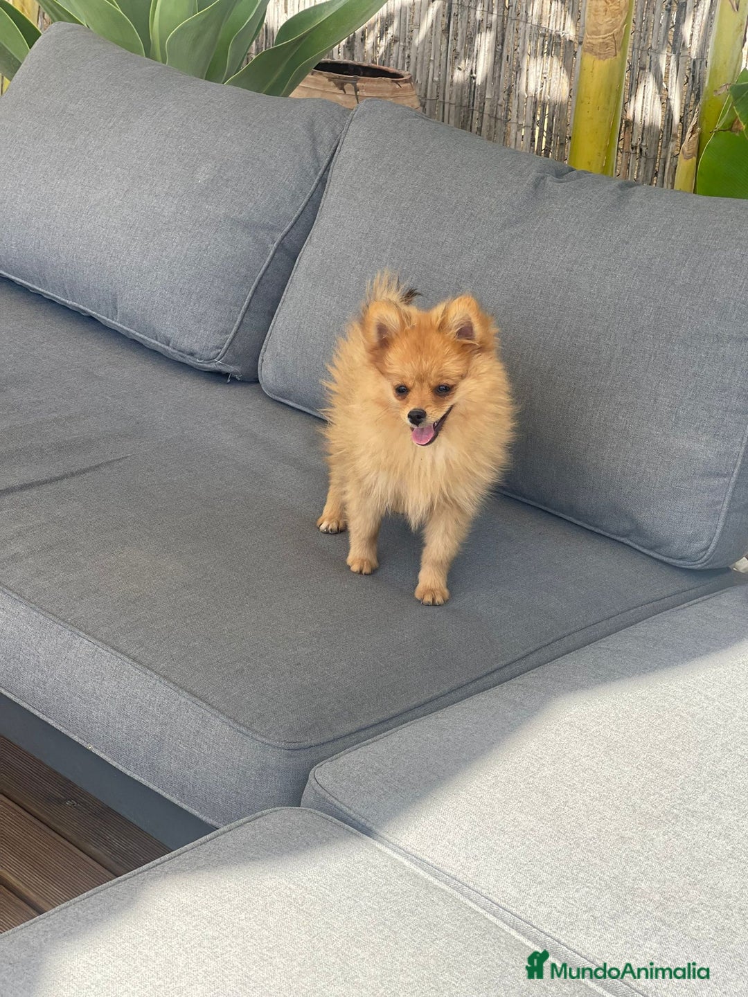 Pomerania perros en venta: Pomeranias con cara de zorrito  - Imagen 3