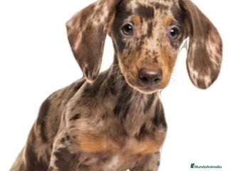 Teckel Miniatura perros en Badajoz - Anuncio 18