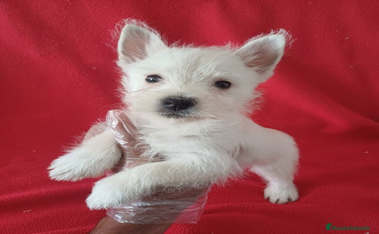 West Highland White Terrier perros - Anuncio 4