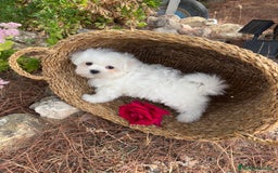 Bichón Maltés perros en venta: Bichon Maltés toy hembra y macho  - Imagen 7
