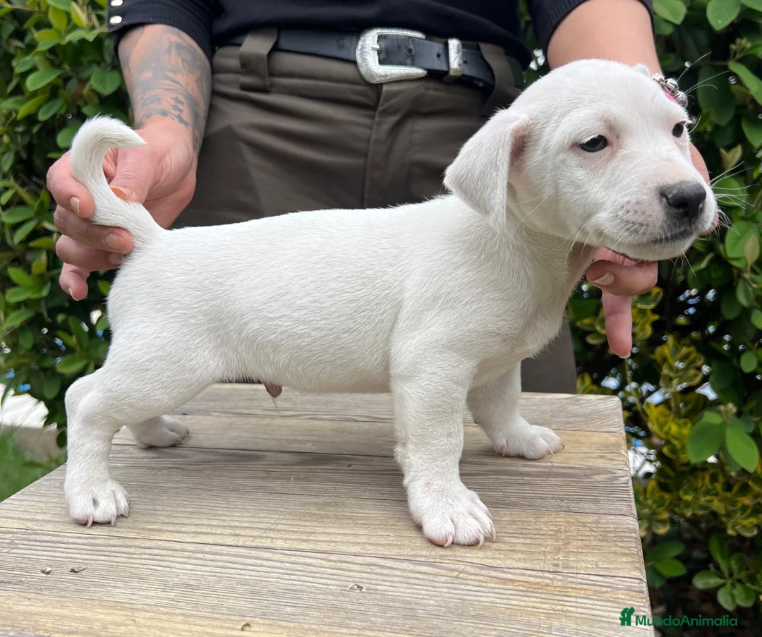 Jack Russell Terrier perros en venta: Jack Russell puro 400€ precio real!  - Anuncio 1