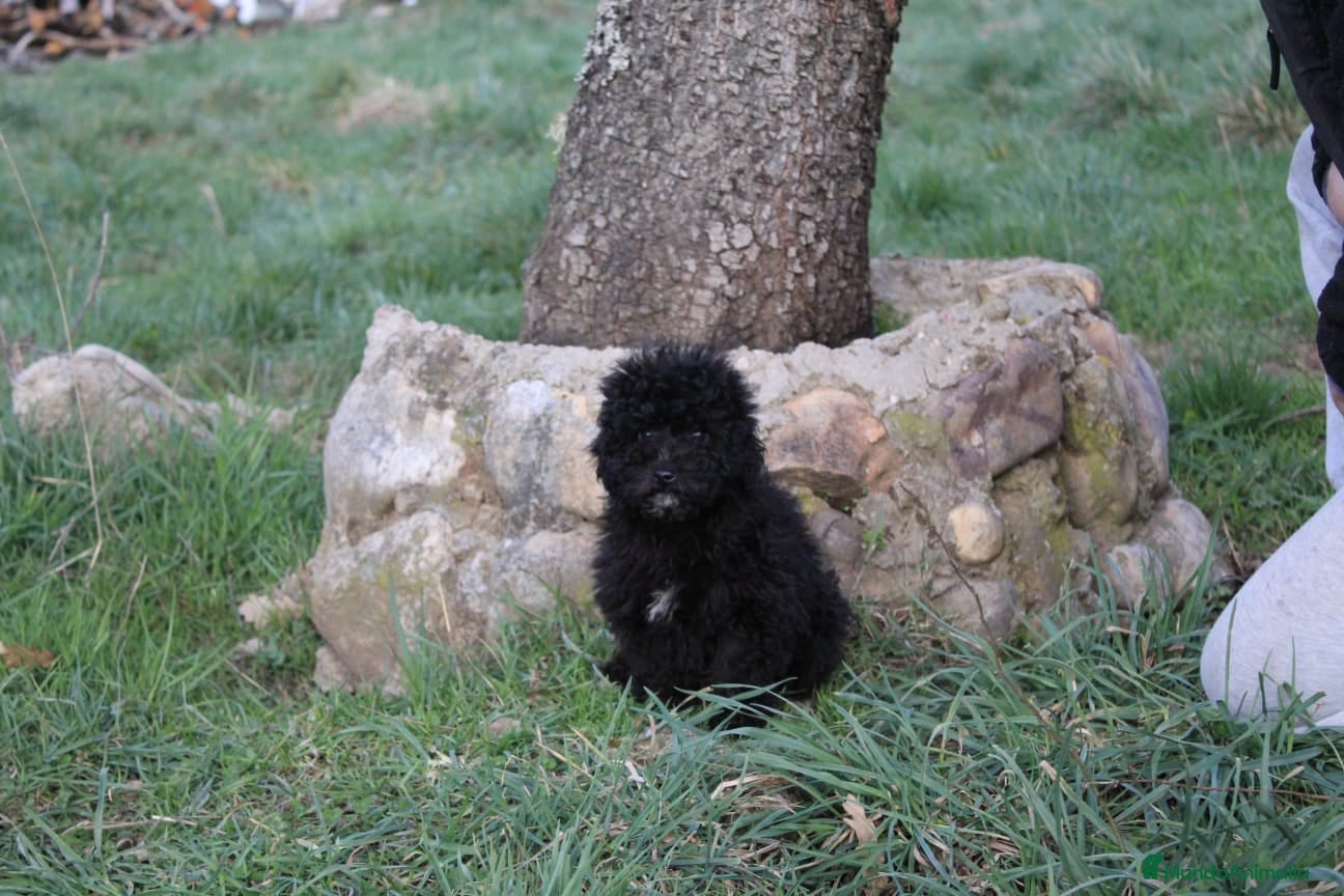 Caniche Enano perros Caniche enana negra disponible  - Anuncio 8