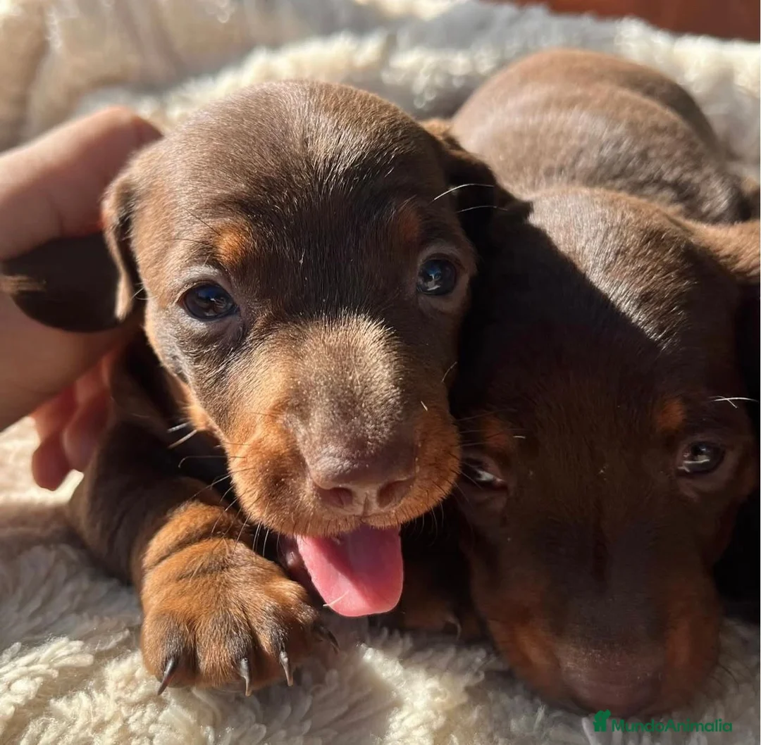 Teckel Miniatura perros en venta: Teckel mini en Illes Balears - Anuncio 4