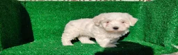Bichón Maltés perros en venta: Bichón maltés  - Anuncio 5