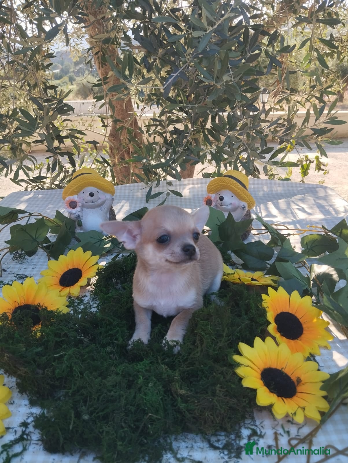 Chihuahua perros Chihuahuas toys - Anuncio 1