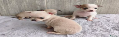 Chihuahua 5