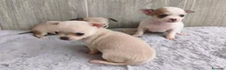 Chihuahua perros en venta: CHIHUAHUA - Anuncio 10
