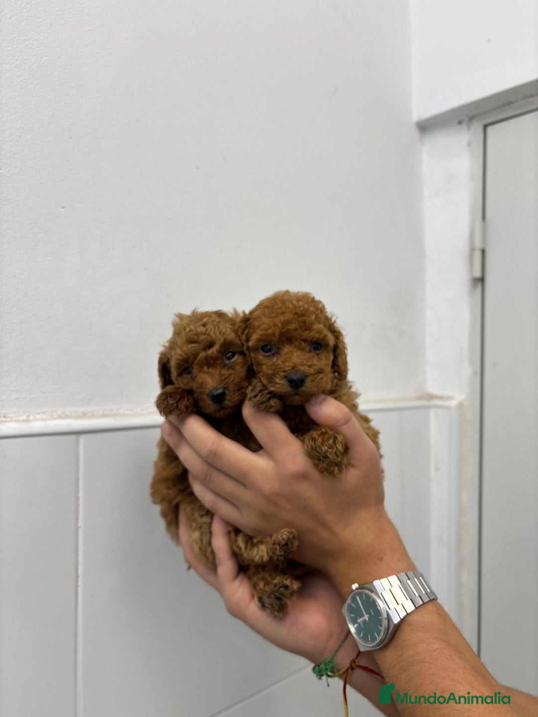 Caniche Toy perros en venta: Caniche Toy 1.600€ ¡PRECIO REAL! - Anuncio 5