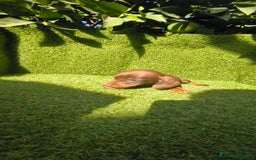 Teckel Miniatura perros en venta: camada teckel canichen muy pequeños  - Imagen 28