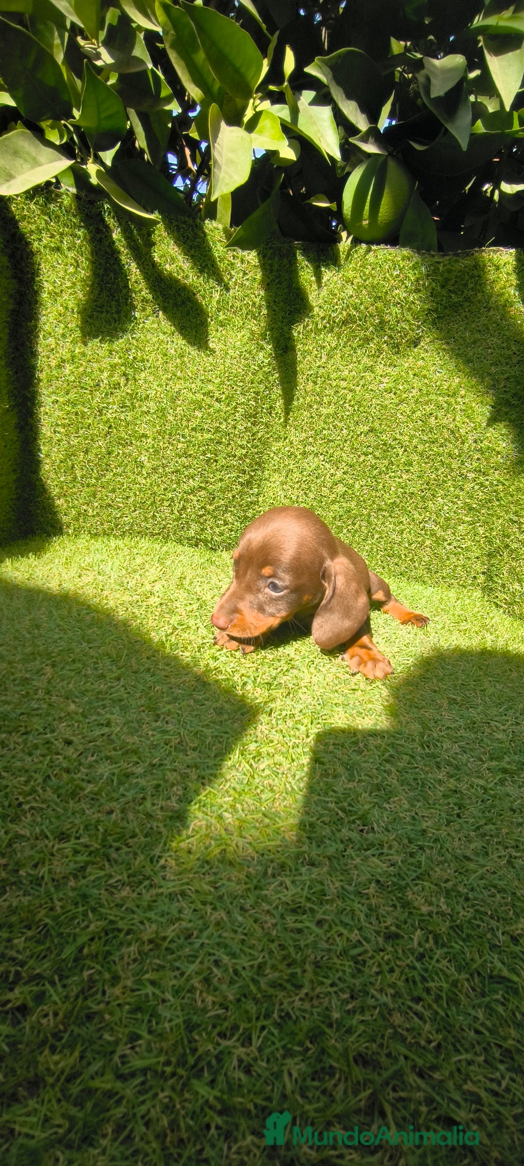 Teckel Miniatura perros en venta: camada teckel canichen muy pequeños  - Imagen 28