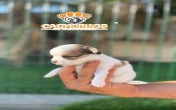 Chihuahua perros en venta: Chihuahua pelo largo  - Imagen 2