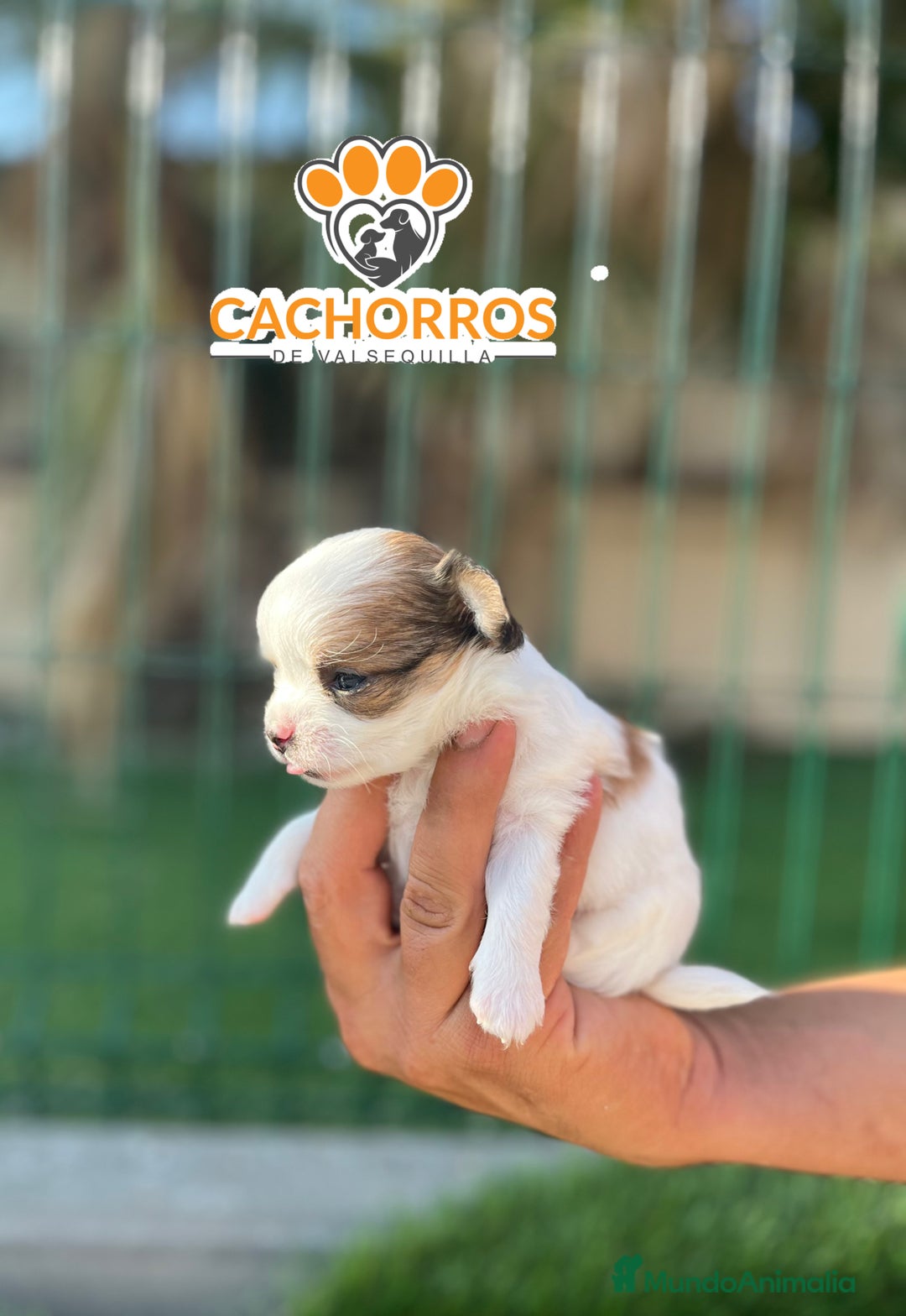 Chihuahua perros en venta: Chihuahua pelo largo  - Imagen 2