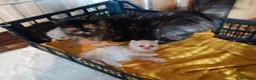 Himalayo gatos en venta: Disponible gatito persa himalayo - Anuncio 18