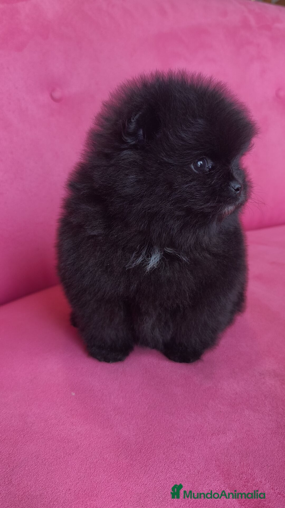 Pomerania perros en venta: Lulú Pomerania hembras  - Anuncio 7