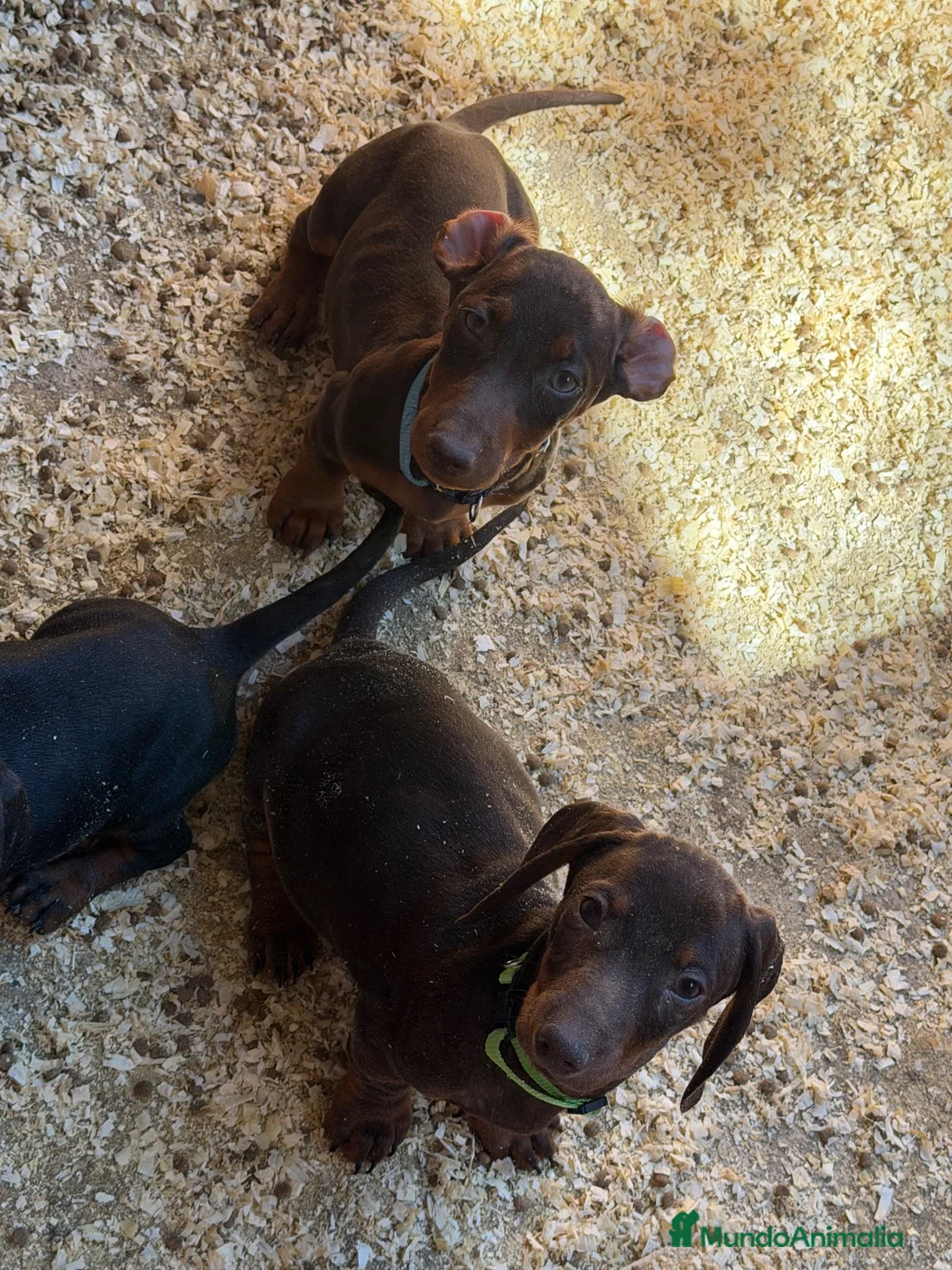 Teckel Miniatura perros en venta: Teckel mini  - Anuncio 7
