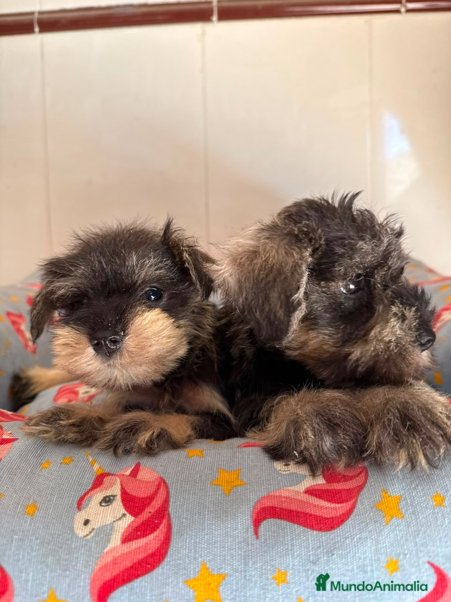 Schnauzer Miniatura perros Cachorras schnauzer miniatura sal y pimienta - Anuncio 1