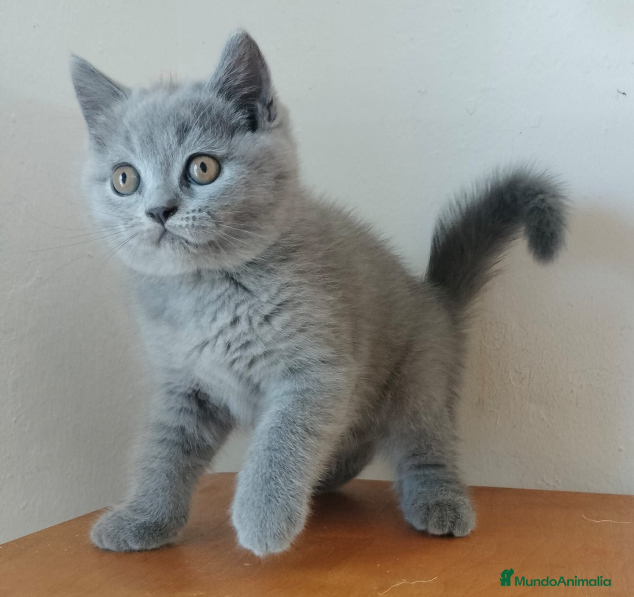 Británico de Pelo Corto gatos British pelo corto - Anuncio 2