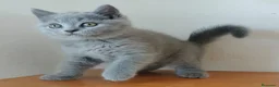 Británico de Pelo Corto gatos en venta: British pelo corto - Anuncio 1
