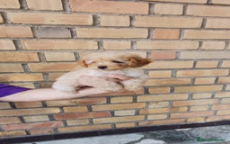 Caniche Toy perros en venta: CANICHE TOY MACHO ❤️ - Imagen 1