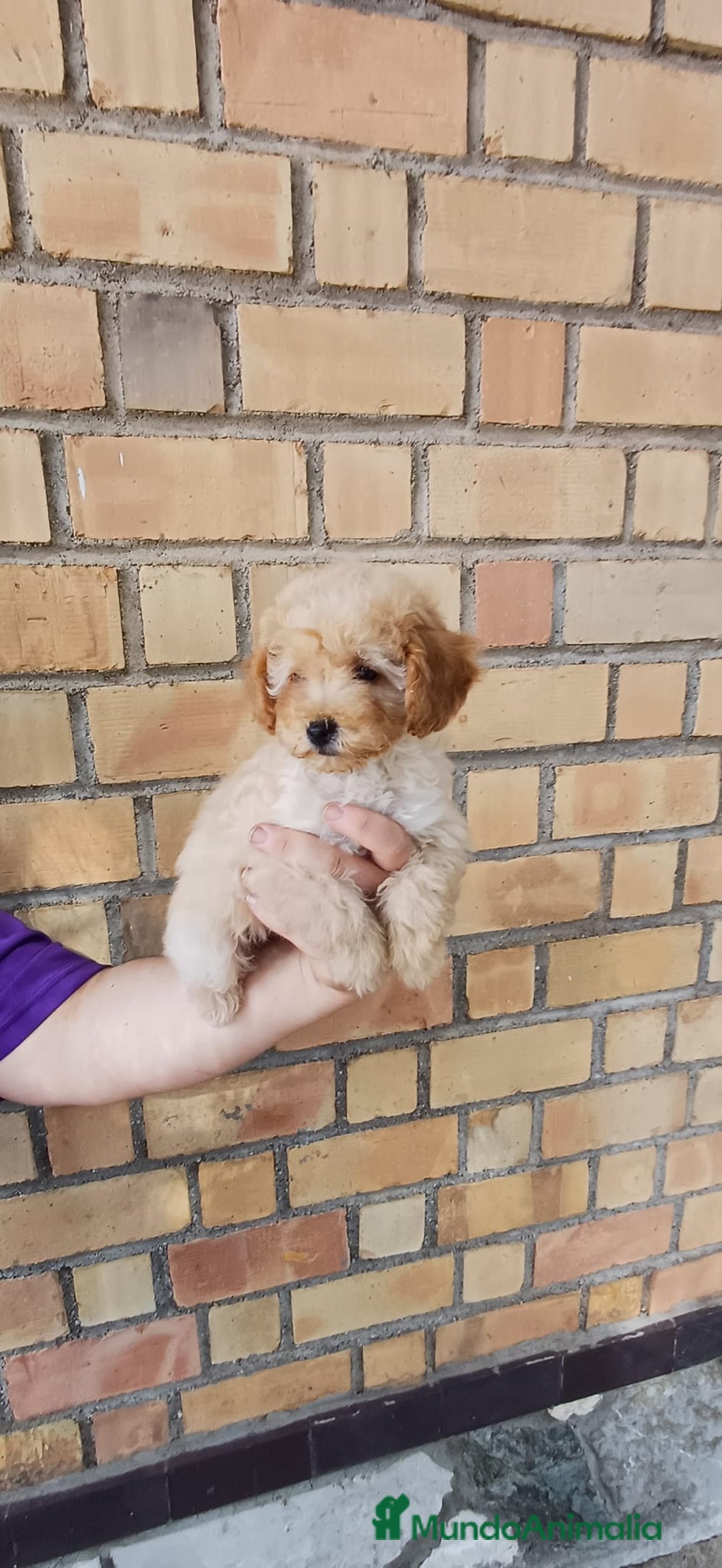 Caniche Toy perros en venta: CANICHE TOY MACHO ❤️ - Imagen 1