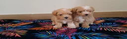 Maltipoo perros en venta: Cachorritos de Maltipoo Toy  - Anuncio 1
