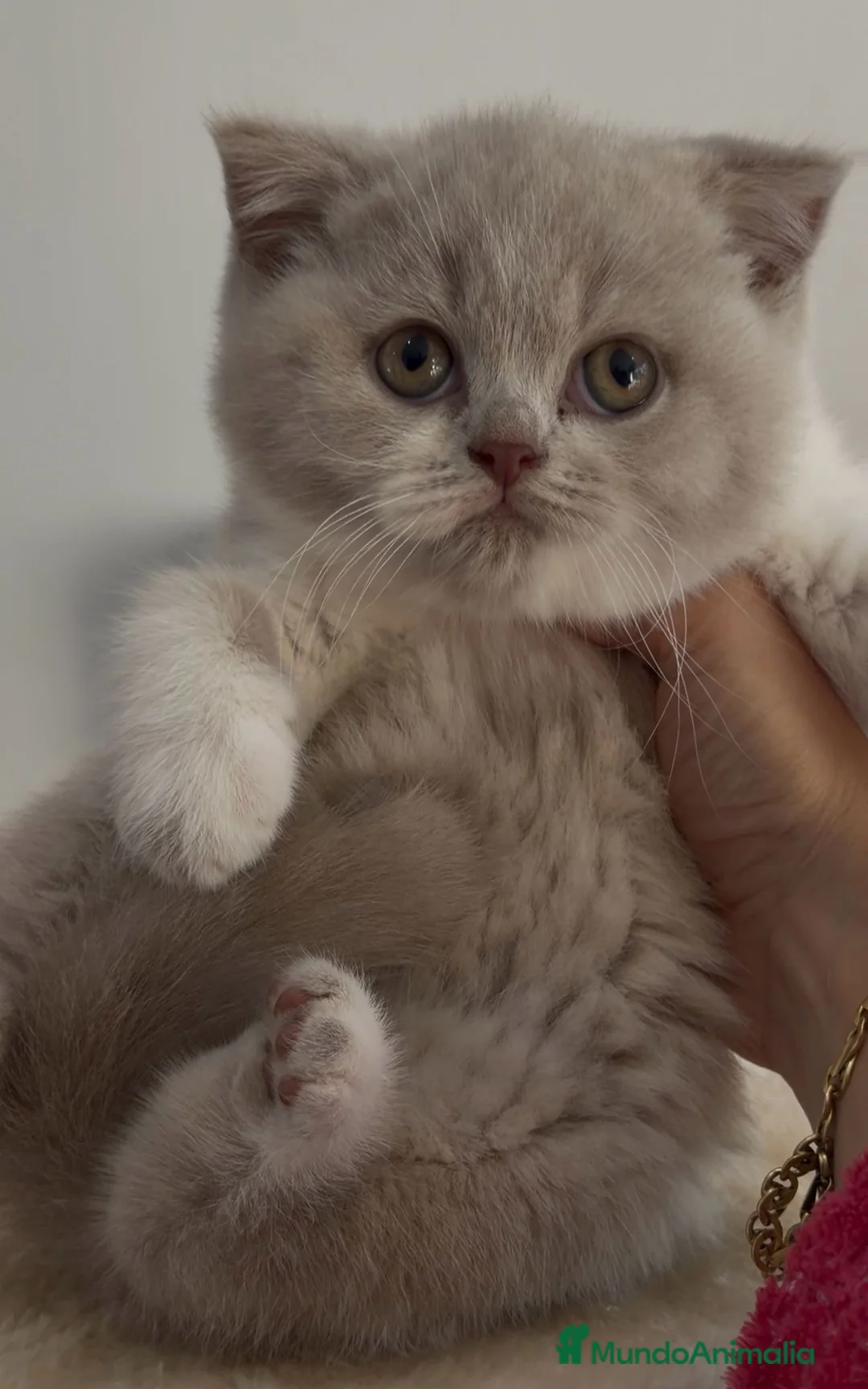 Británico de Pelo Corto gatos en venta: Cachorro British Shorthair  - Anuncio 1