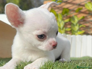 Chihuahua perros - Anuncio 5