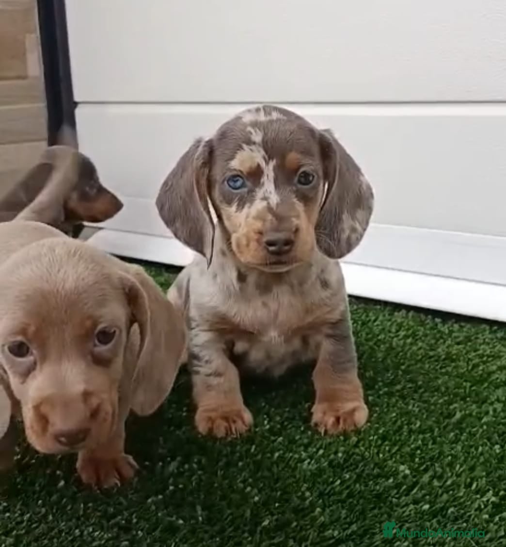 Teckel Miniatura perros TECKEL MACHO - Anuncio 1