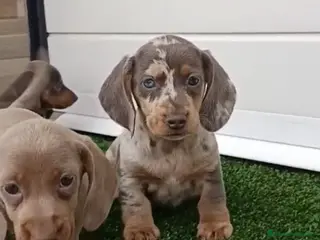 Teckel Miniatura perros TECKEL MACHO - Anuncio 1