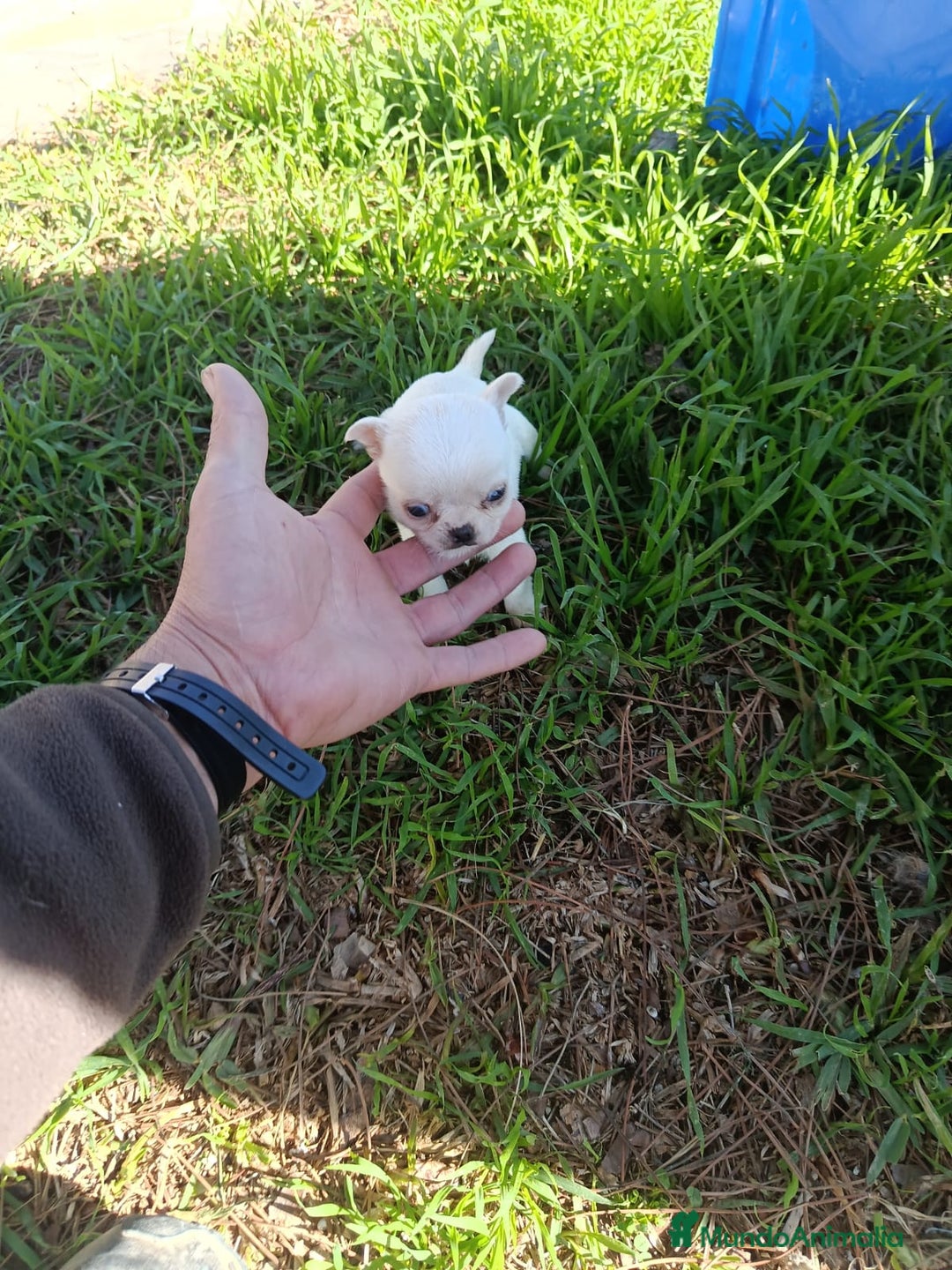 Chihuahua perros en venta: IMPRESIONANTE  CHIHUAHUA   LINEA  TOY   - Anuncio 34
