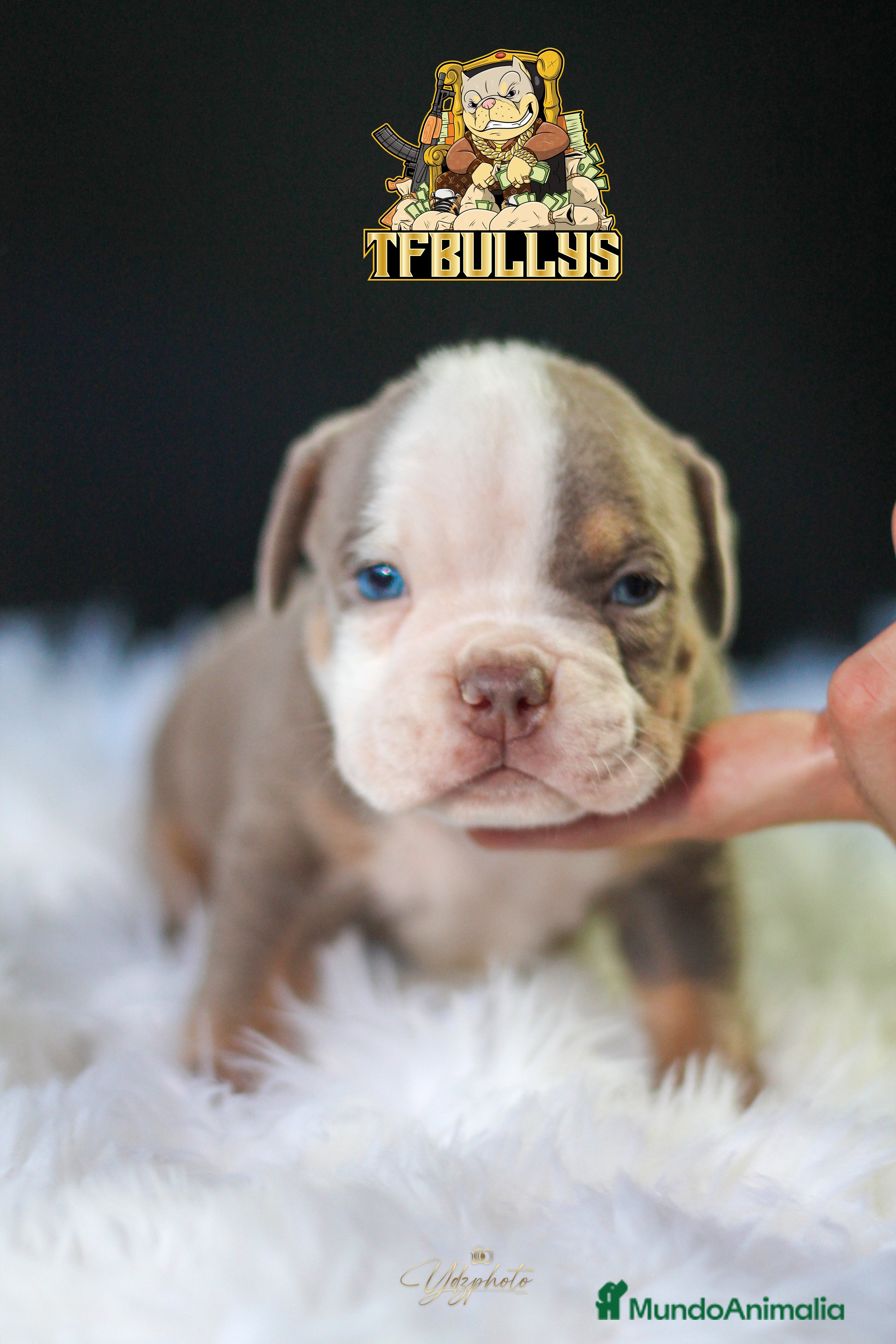 American Bully perros American Bully tricolor lilac - TFBullys -  en Cantabria - Anuncio 34